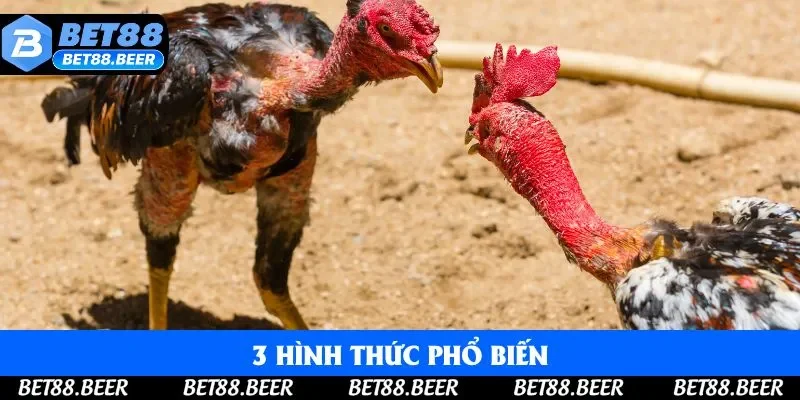 3 hình thức phổ biến được nhiều thành viên yêu thích, lựa chọn hàng đầu 3 hình thức phổ biến được nhiều thành viên yêu thích, lựa chọn hàng đầu