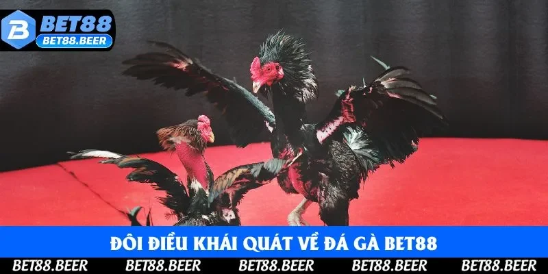 Đôi điều khái quát về đá gà Bet88 Đôi điều khái quát về đá gà Bet88