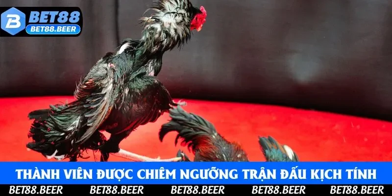 Thành viên được chiêm ngưỡng trận đấu kịch tính trực tiếp tại nhà Thành viên được chiêm ngưỡng trận đấu kịch tính trực tiếp tại nhà